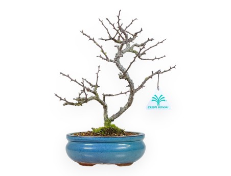 Chaenomeles Chojubai - Coing Asiatique - 27 cm