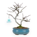 Chaenomeles Chojubai - Asian Quince - 27 cm