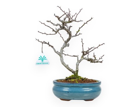 Chaenomeles Chojubai - Cotogno - 27 cm