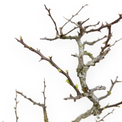 Chaenomeles Chojubai - Cotogno - 27 cm