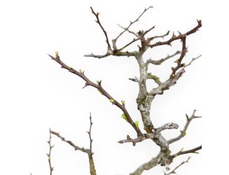 Chaenomeles Chojubai - Coing Asiatique - 27 cm