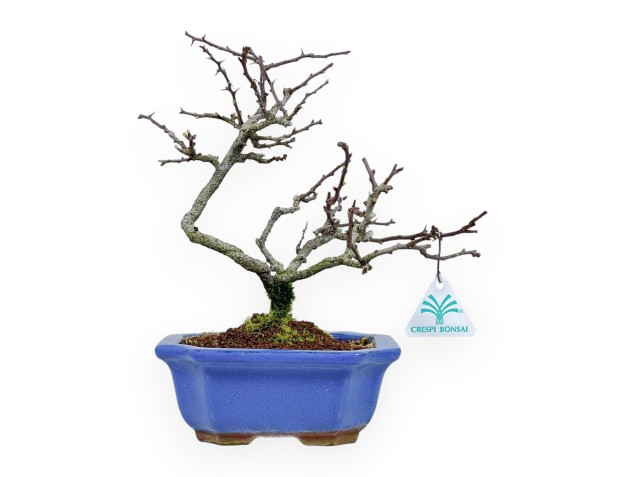 Chaenomeles Chojubai - Coing Asiatique - 27 cm