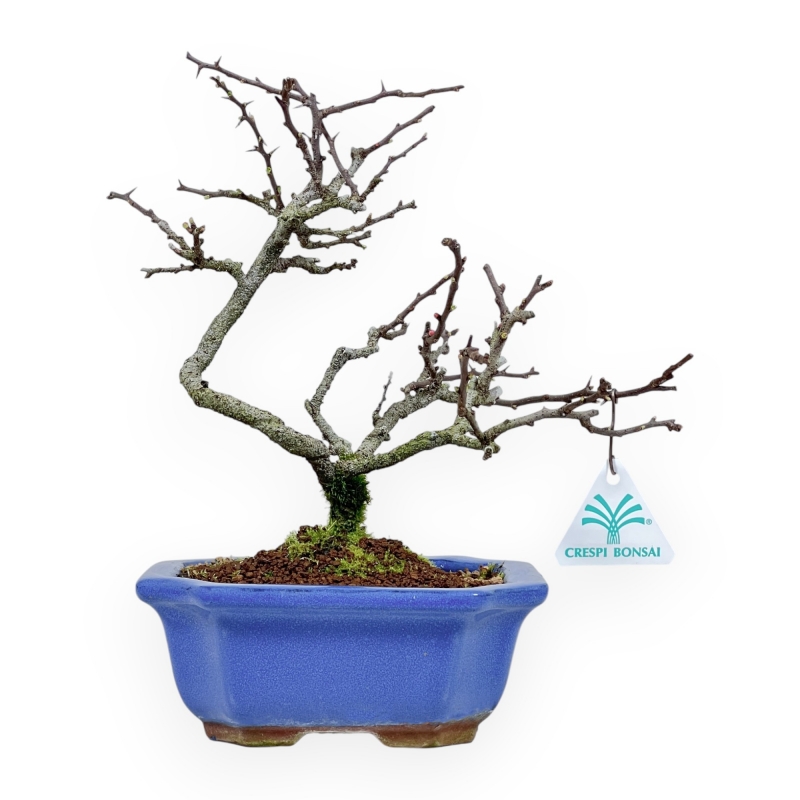 Chaenomeles Chojubai - Cotogno - 27 cm