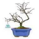 Chaenomeles Chojubai - Cotogno - 27 cm