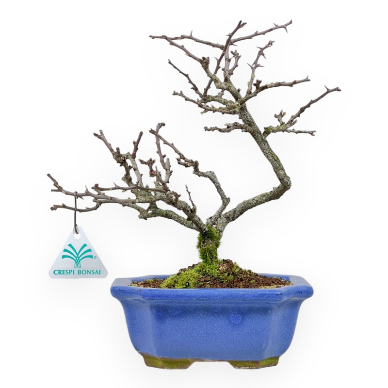 Chaenomeles Chojubai - Cotogno - 27 cm
