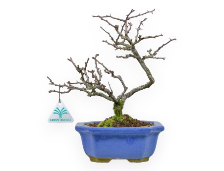 Chaenomeles Chojubai - Coing Asiatique - 27 cm