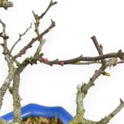 Chaenomeles Chojubai - Asian Quince - 27 cm