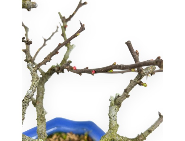 Chaenomeles Chojubai - Coing Asiatique - 27 cm 2