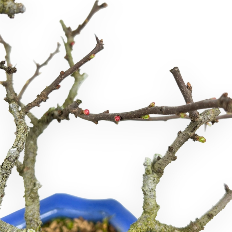 Chaenomeles Chojubai - Cotogno - 27 cm