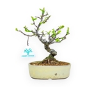 Pseudocydonia Chinensis - Apple Tree - 23 cm