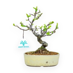 Pseudocydonia Chinensis - Apple Tree - 23 cm