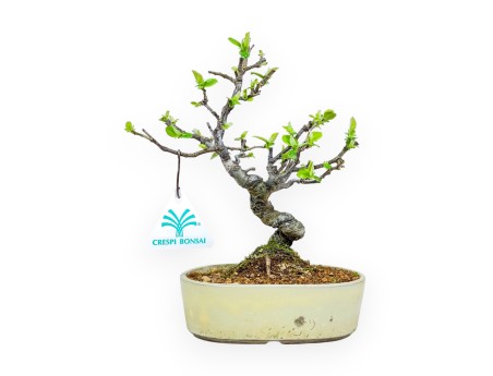 Pseudocydonia Chinensis - Cognassier - 23 cm