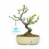 Pseudocydonia Chinensis - Apple Tree - 23 cm