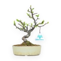 Pseudocydonia Chinensis - Apple Tree - 23 cm