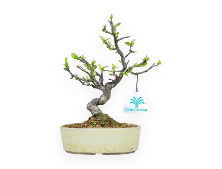 Pseudocydonia Chinensis - Apple Tree - 23 cm