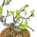 Pseudocydonia Chinensis - Apple Tree - 23 cm