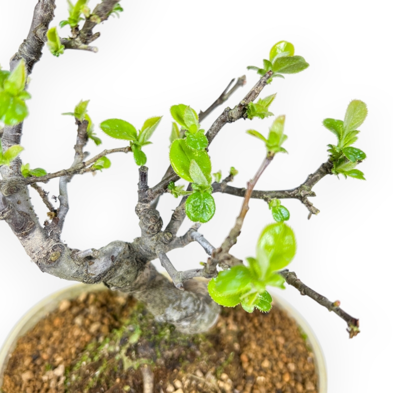 Pseudocydonia Chinensis - Apple Tree - 23 cm