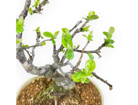 Pseudocydonia Chinensis - Apple Tree - 23 cm