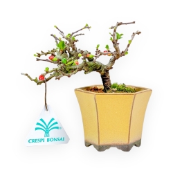 Chaenomeles Chojubai - Asian Quince - 13 cm