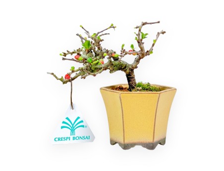 Chaenomeles Chojubai - Coing Asiatique - 13 cm