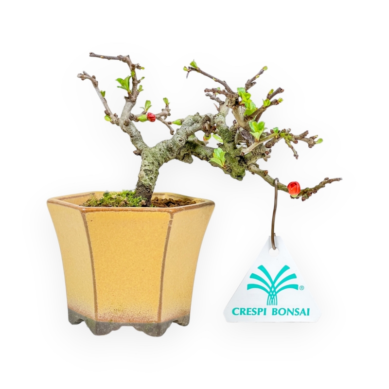 Chaenomeles Chojubai - Asian Quince - 13 cm