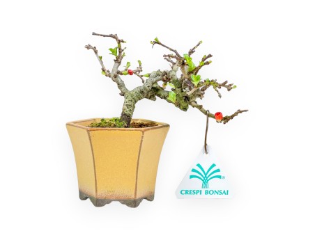 Chaenomeles Chojubai - Asian Quince - 13 cm