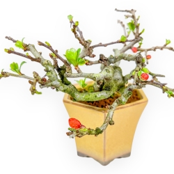 Chaenomeles Chojubai - Asian Quince - 13 cm