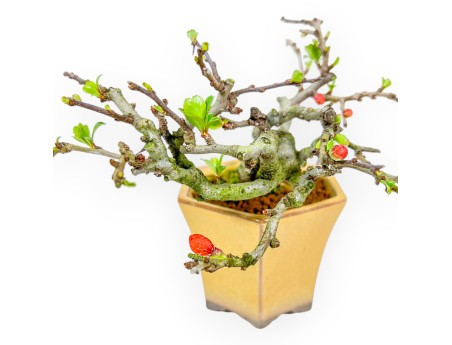 Chaenomeles Chojubai - Asian Quince - 13 cm