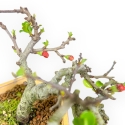Chaenomeles Chojubai - Coing Asiatique - 13 cm