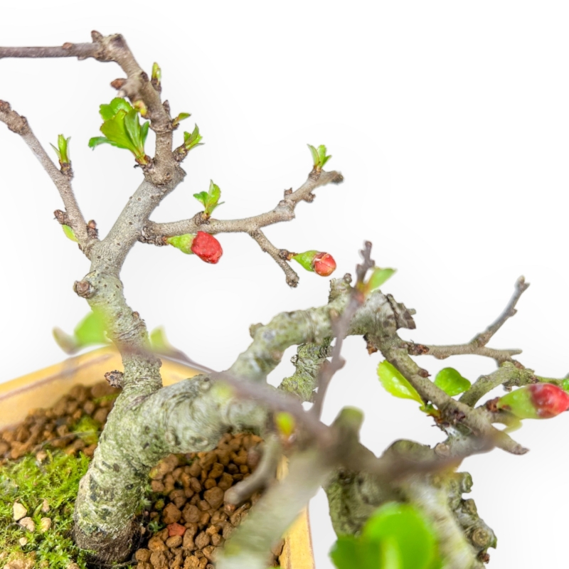 Chaenomeles Chojubai - Asian Quince - 13 cm