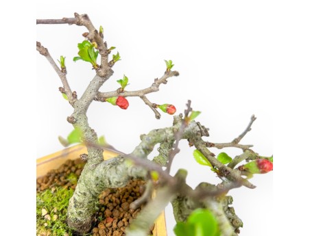 Chaenomeles Chojubai - Coing Asiatique - 13 cm