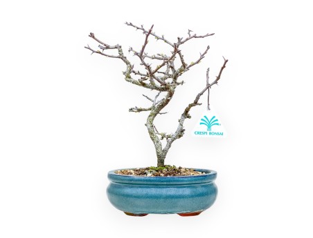 Chaenomeles Chojubai - Cotogno - 25 cm