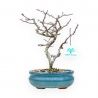 Chaenomeles Chojubai - Asian Quince - 25 cm