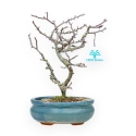 Chaenomeles Chojubai - Asian Quince - 25 cm