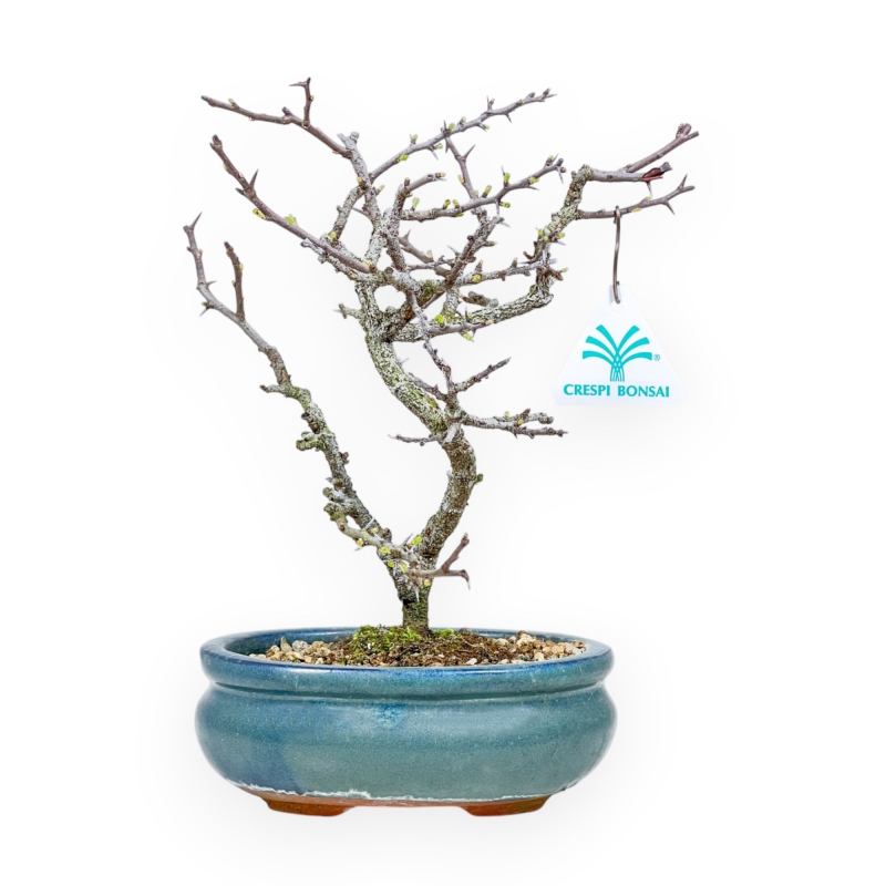 Chaenomeles Chojubai - Cotogno - 25 cm