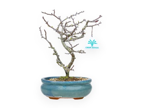 Chaenomeles Chojubai - Cotogno - 25 cm