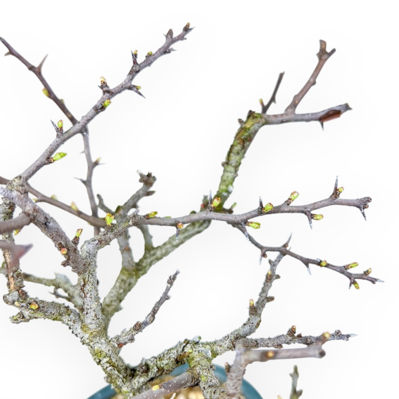 Chaenomeles Chojubai - Cotogno - 25 cm