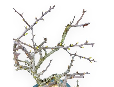 Chaenomeles Chojubai - Cotogno - 25 cm