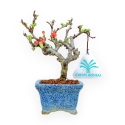 Chaenomeles Chojubai - Asian Quince - 14,5 cm