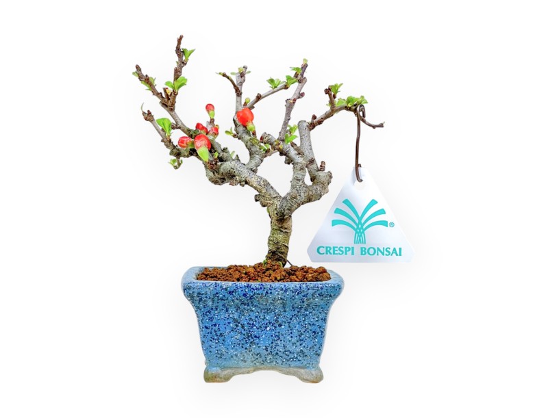 Chaenomeles Chojubai - Pommier sauvage - 14,5 cm