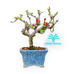 Chaenomeles Chojubai - Asian Quince - 14,5 cm