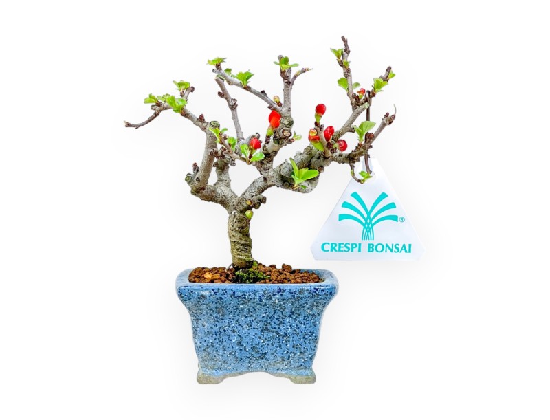 Chaenomeles Chojubai - Pommier sauvage - 14,5 cm