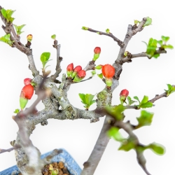 Chaenomeles Chojubai - Asian Quince - 14,5 cm
