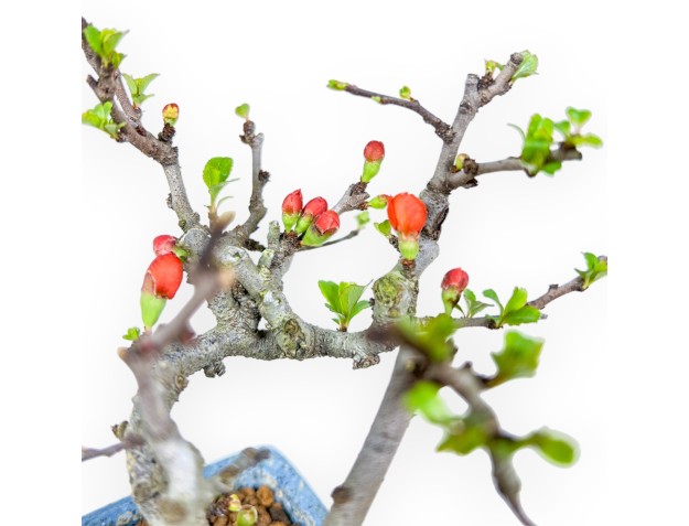 Chaenomeles Chojubai - Quince - 14.5 cm 2
