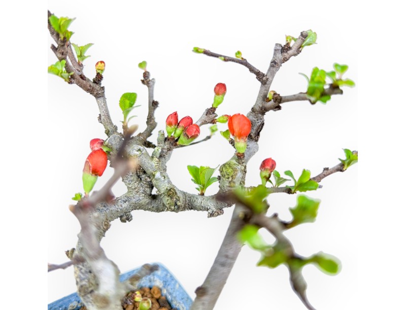 Chaenomeles Chojubai - Pommier sauvage - 14,5 cm