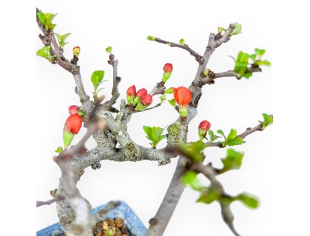 Chaenomeles Chojubai - Pommier sauvage - 14,5 cm