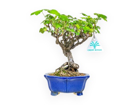 Ribes Rubrum - 23 cm