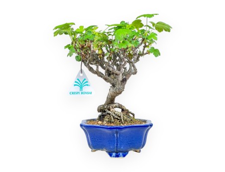 Ribes Rubrum - 23 cm