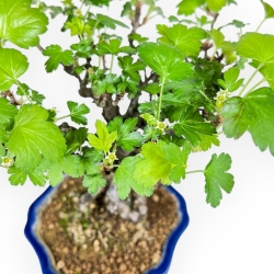 Ribes Rubrum - 23 cm