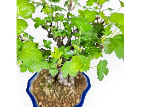 Ribes Rubrum - 23 cm